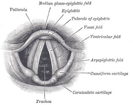 iluustration cordes vocales