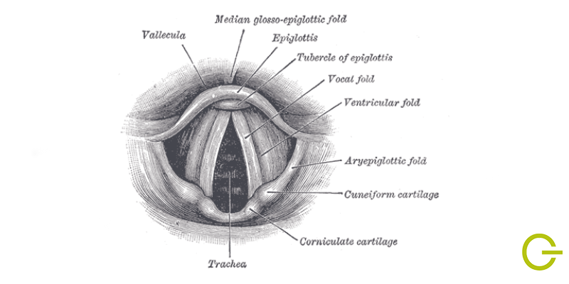 illustration cordes vocales